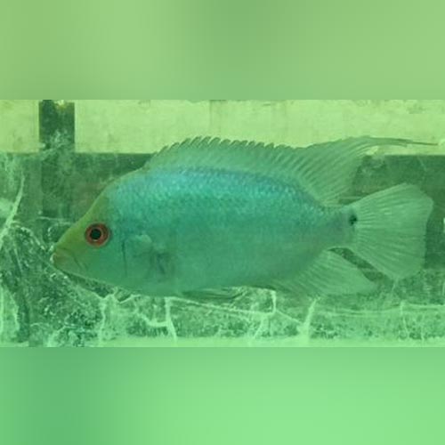 Diamond Blue Flowerhorn