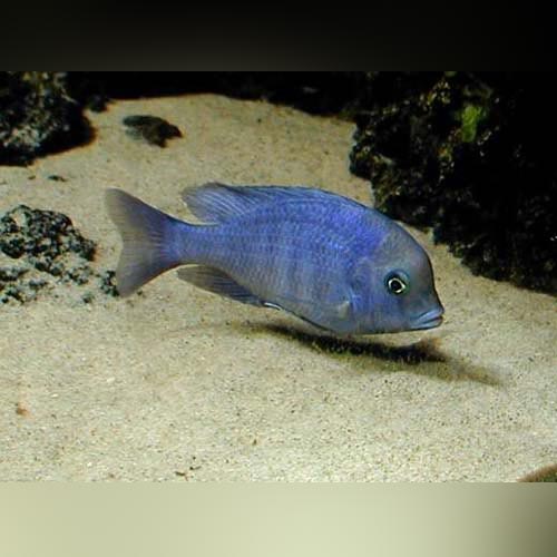 Dolphin Cichlid (Medium)