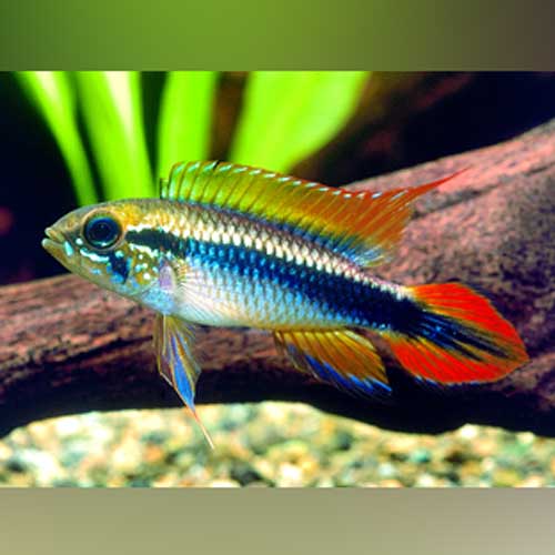 Apistogramma Agassizi Double Red