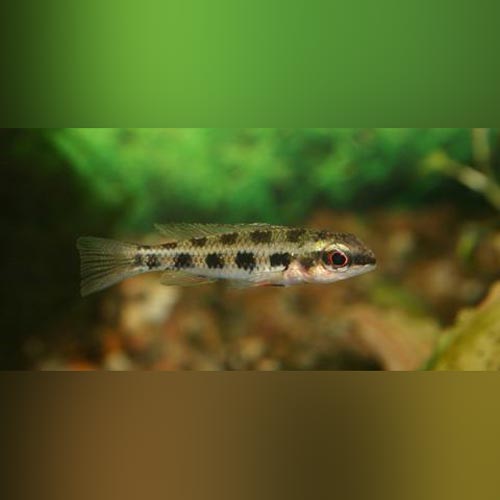 Checkerboard Cichlid