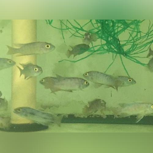 Electric Blue Cichlid