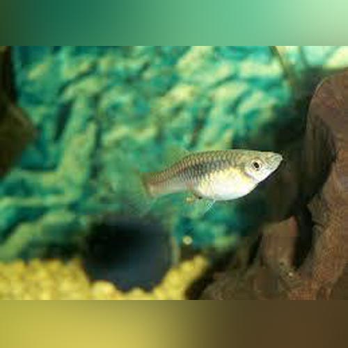 Endler - Female