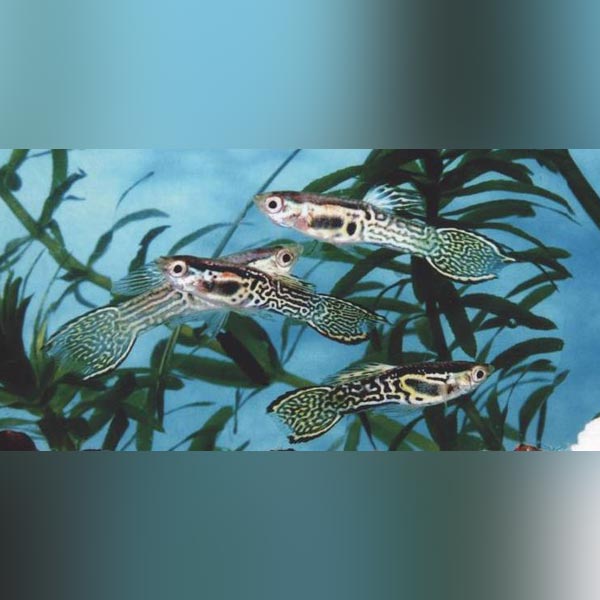 Green Cobra Endler - Male