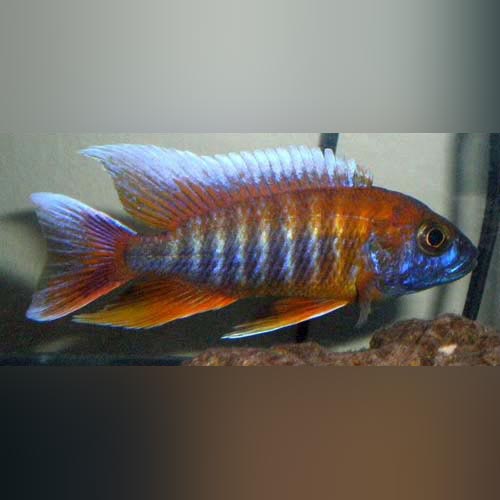 Eureka Red Peacock Cichlid