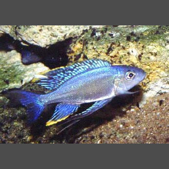Featherfin Fucifer Cichlid