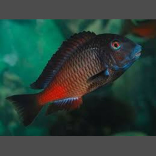 Firecracker Tropheus (Small)