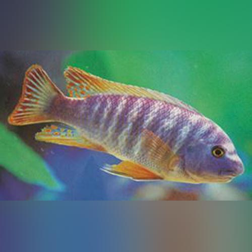 Fuelleborni Cichlid Blue