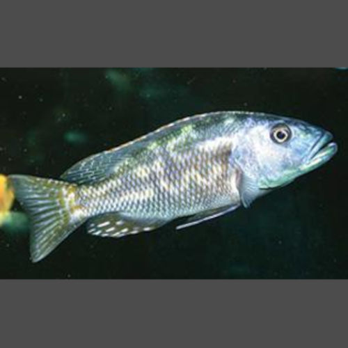 Fusco Cichlid