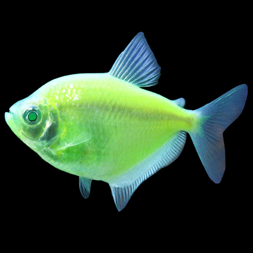 Cosmic Green GloFish Tetra