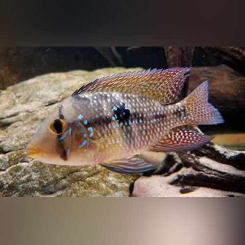 Geophagus Braziliansis