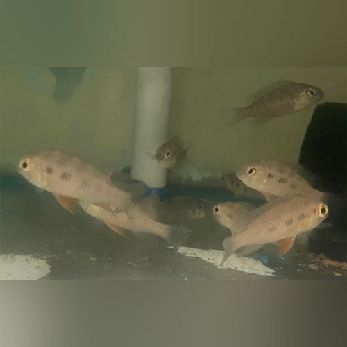 Giant Checkerboard Cichlid