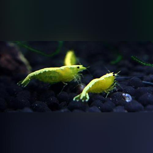 Gold Back Yellow Fire Shrimp