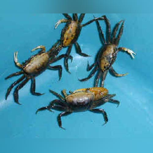 Gold Fiddler Crab