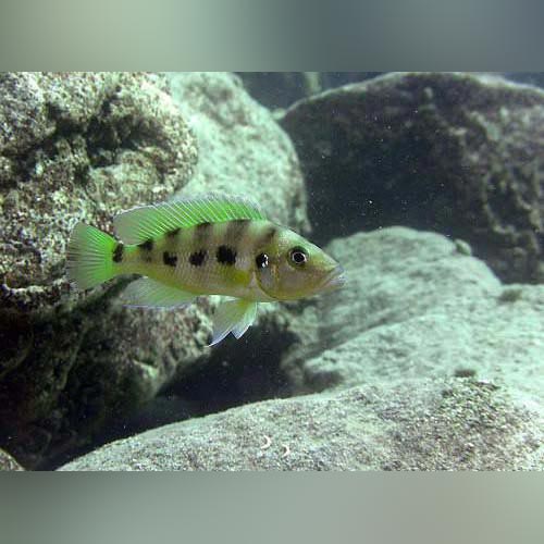 Gold Sexfasciatus Cichlid