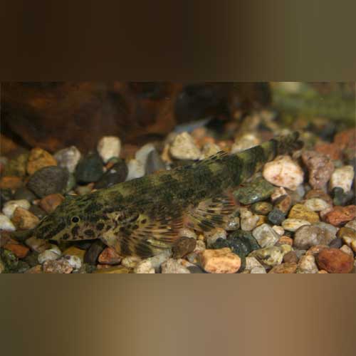 Green Lizard Loach