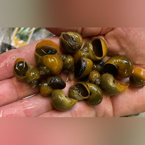 Jade Mystery Snail