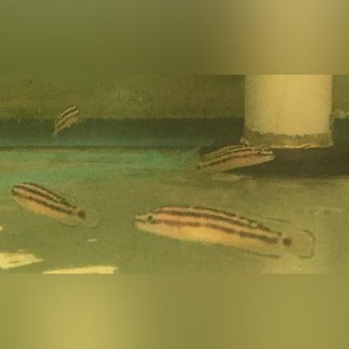 Golden Julie Cichlid