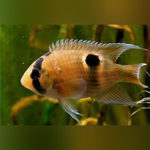 Keyhole Cichlid