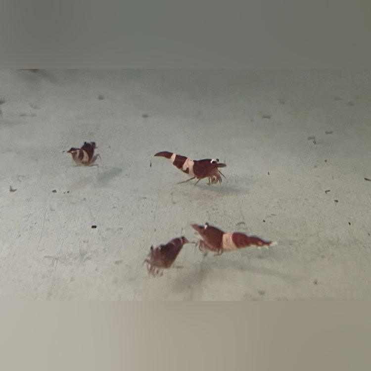 King Kong Shrimp RED - Grade S