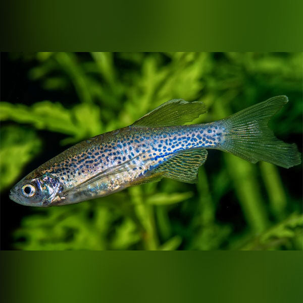 Leopard Danio