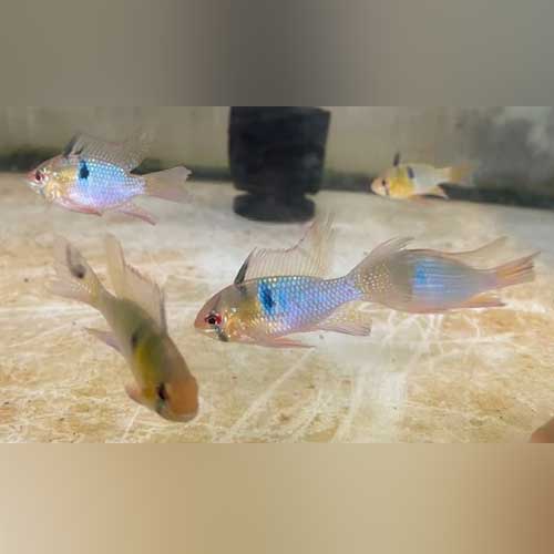 Long Fin Blue Ram