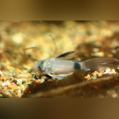 Longfin Panda Cory
