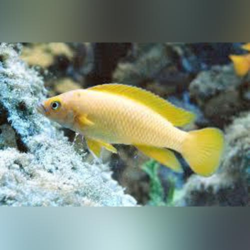Longior Cichlid