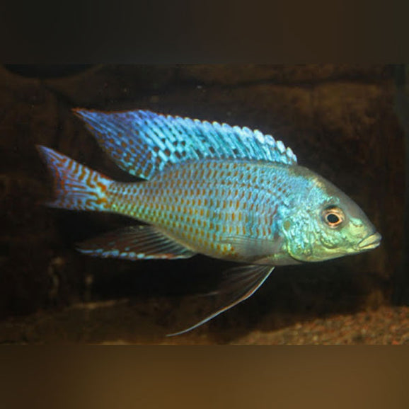 Mylochromis ericotaenia