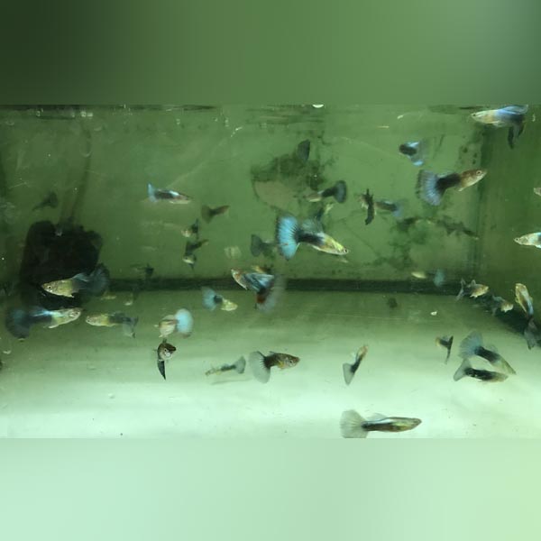 Neon Blue Tuxedo Guppy (Pair)