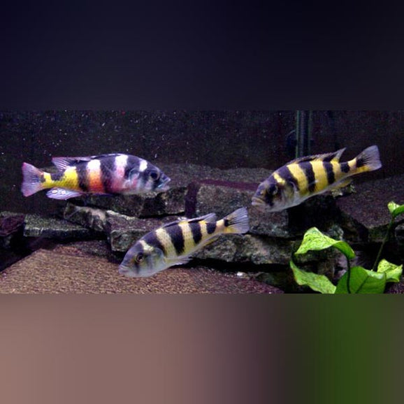 Zebra Obliquidens Cichlid