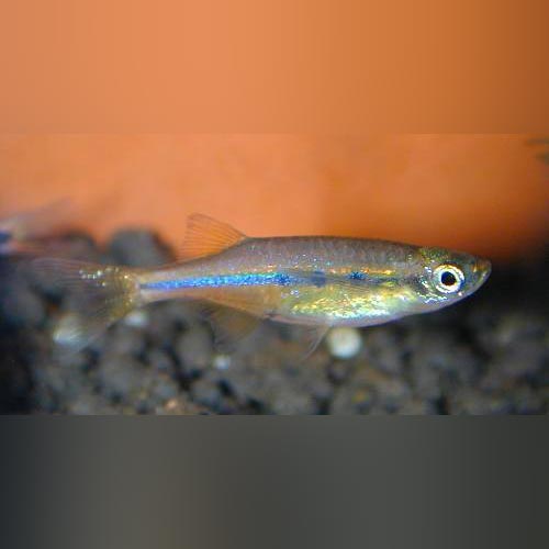 Orange Hatchet Danio