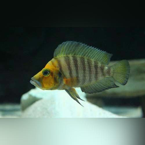 Altolamprologus Compressiceps Cichlid