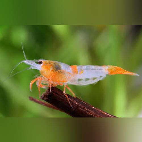 Orange Rili Shrimp