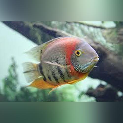 Orange Shoulder Severum