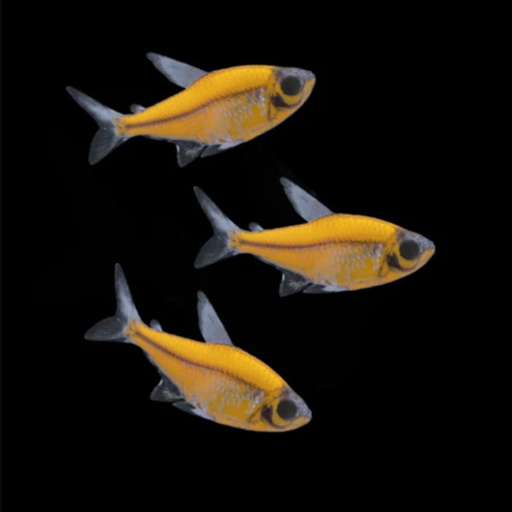 Orange Glo Pristella Tetra