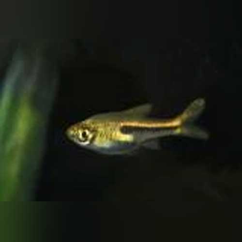 Ornate Dwarf Rasbora