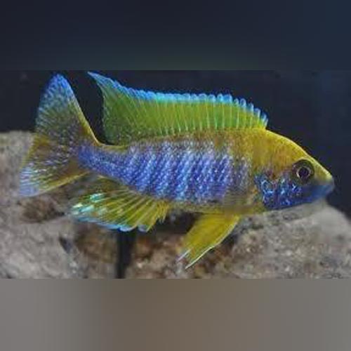 Lemon Jake Peacock Cichlid