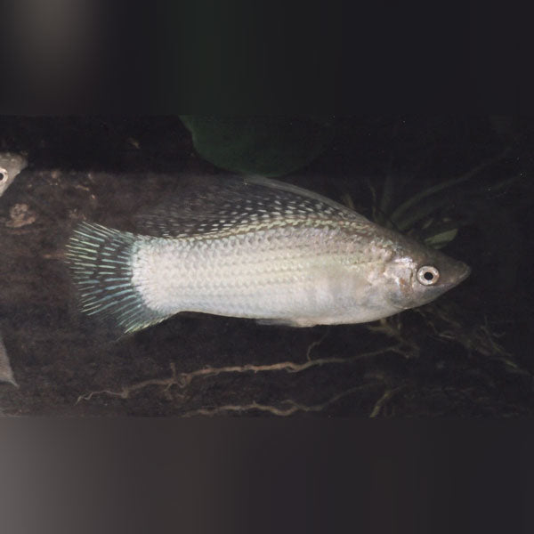 Platinum Sailfin Molly (Pair)