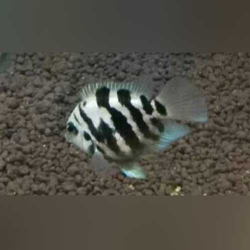 Polar Blue Convict Cichlid