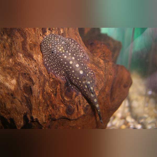 Polka Dot Hillstream Loach