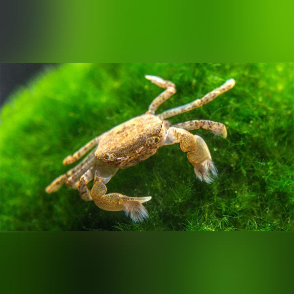 Pom Pom Crab
