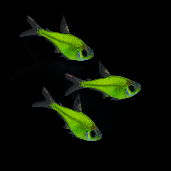 Electric Green Pristella GloFish Tetra