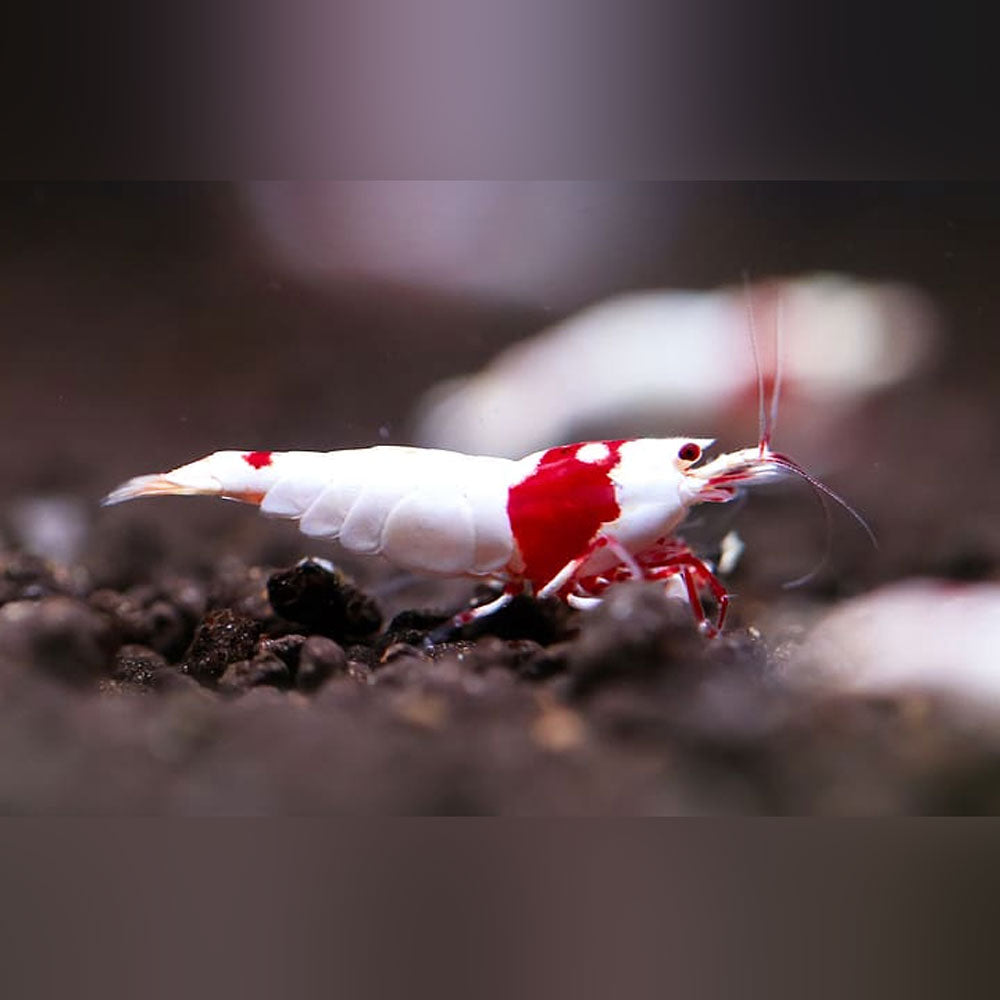 Pure Red Line Shrimp