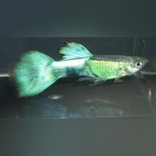 Purple Haze Guppy (Pair)