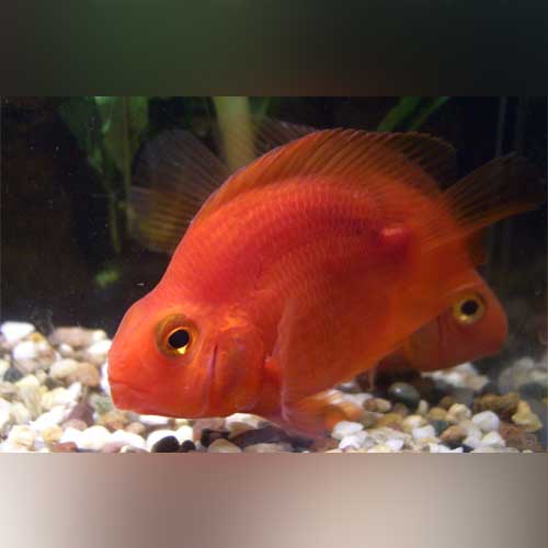 Purple Parrot Cichlid