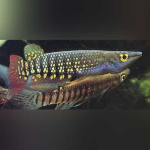 Rainbow Striped Killifish