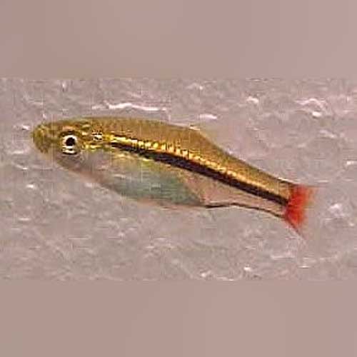 Red Tail Gold Line Rasbora