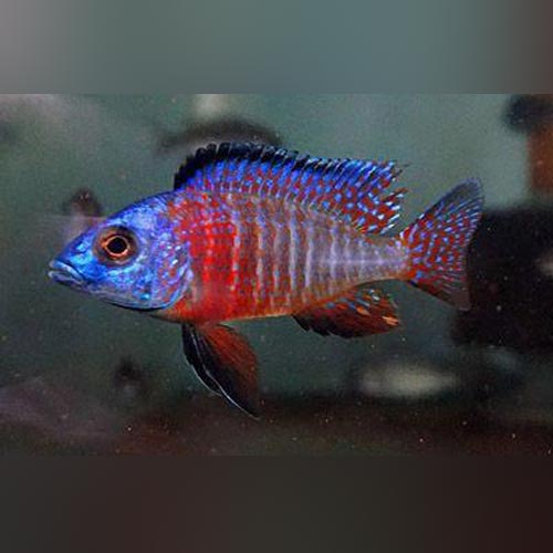 Red Peacock Cichlid