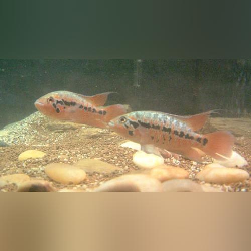 Red Tiger Motaguense