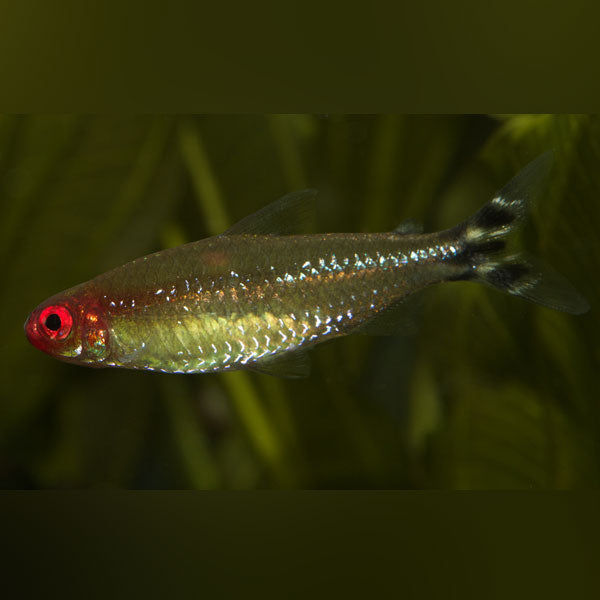 Rummy Nose Tetra